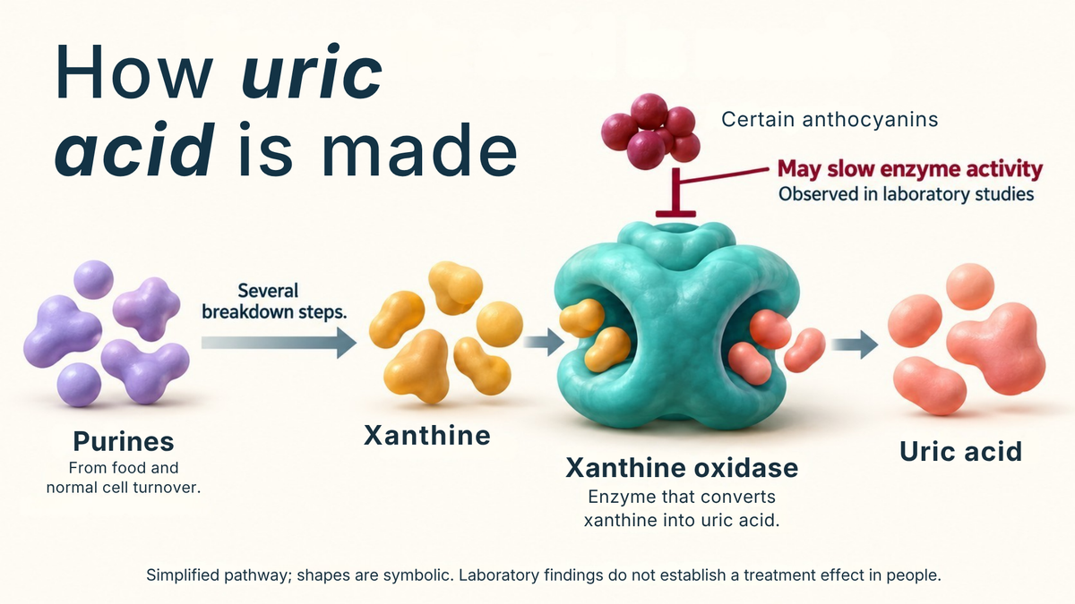 Xanthine oxidase pathway diagram