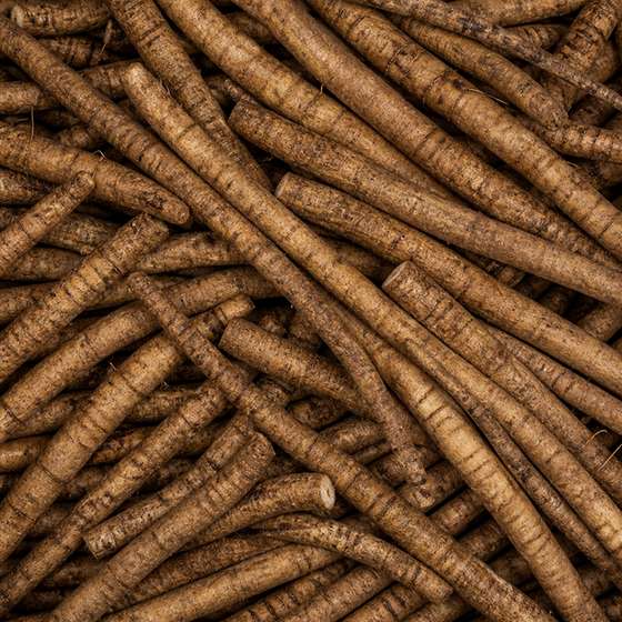 Burdock Root