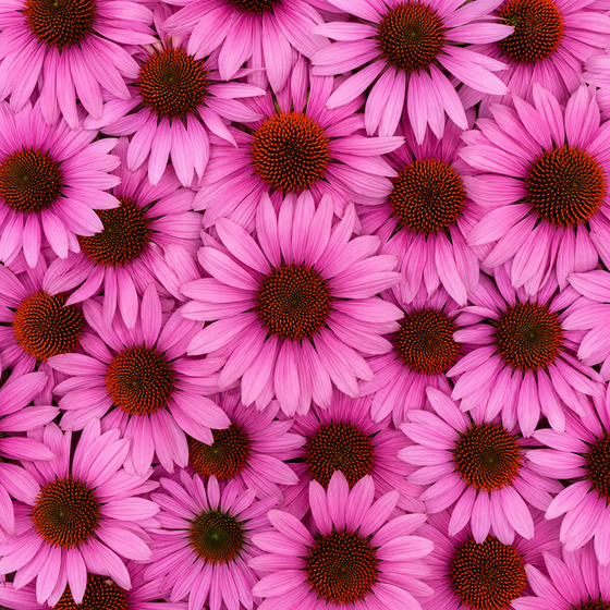 Echinacea