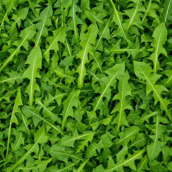 Dandelion Leaf