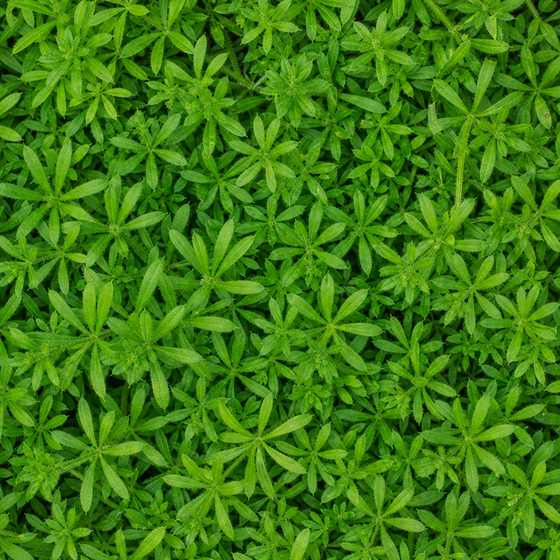 Cleavers