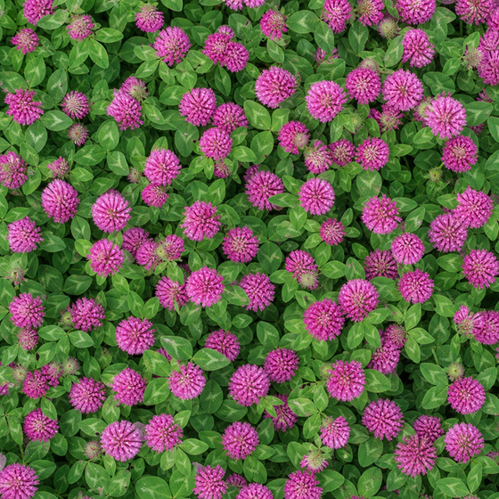 Red Clover